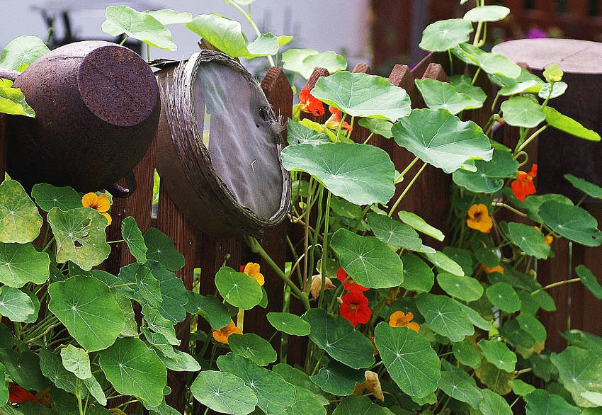 Nasturtium on Fence